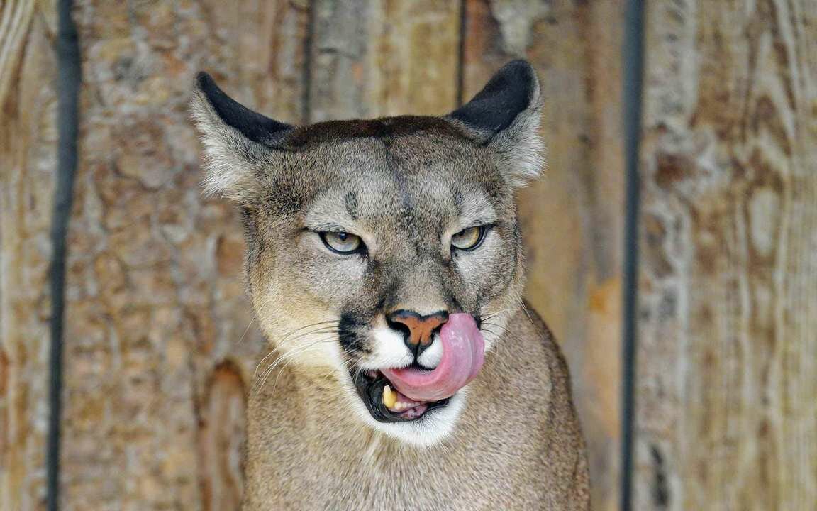 Portrait of a cougar, mountain lion, puma, panther, striking a p фотография Stoc