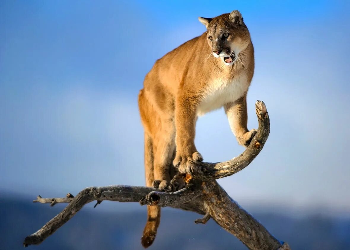 Пума картинки животного Want to Save Money on Car Insurance? Buy a Mountain Lion. Mountain lion, Animals