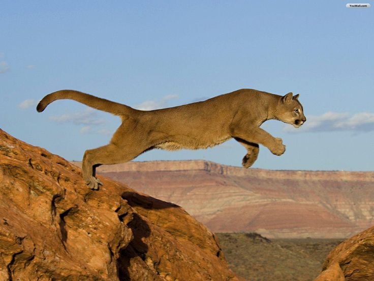 Пума картинки животного Cougar on the run. Mountain lion, Animals, Pets cats