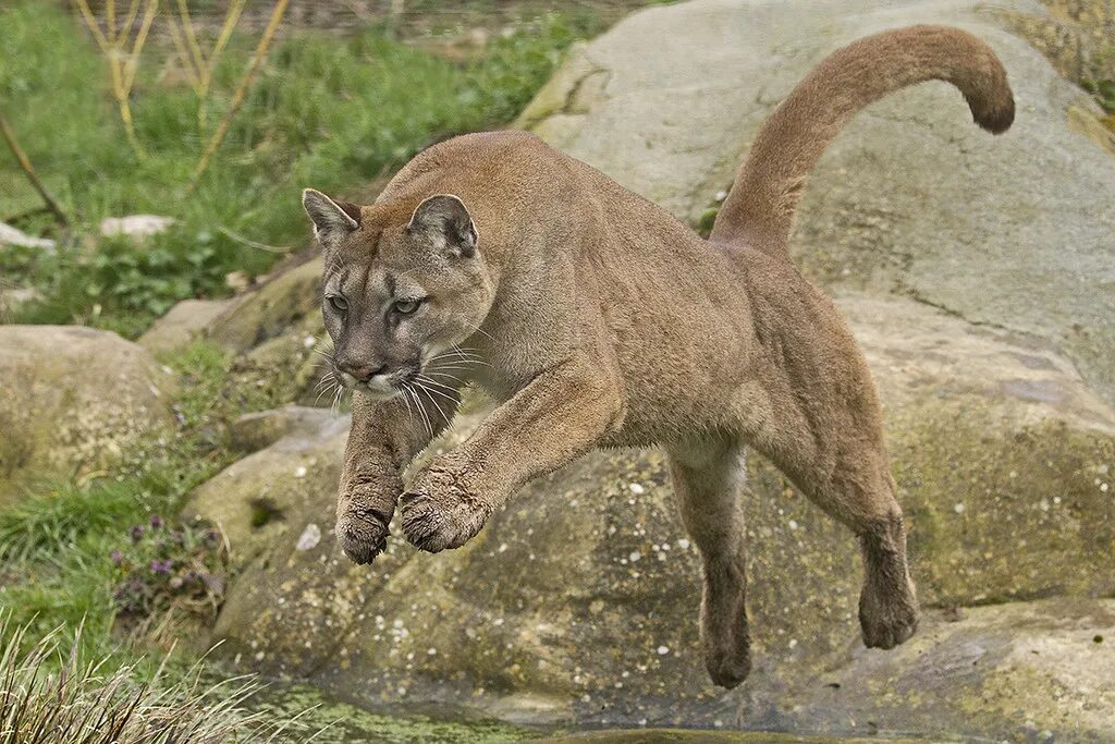 Пума кошка фото Puma Jumping Puma. The Big Cat Sanctuary, Kent Jane Turner Flickr