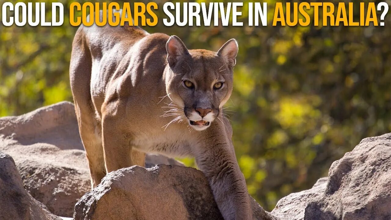 Пума кошка фото Could Cougars Survive In Australia? - YouTube