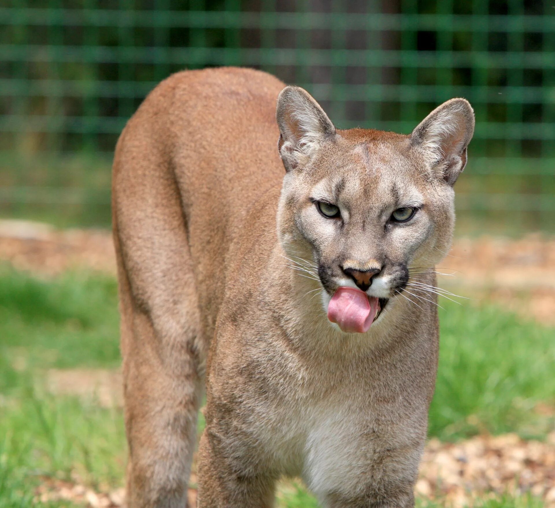 Пума животное фото Cougar Or Puma on Sale glomart.kz