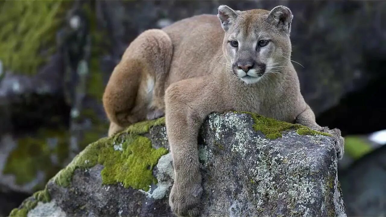 Пума животное фото Mountain lion snatches dog from sleeping owner’s bedroom - YouTube