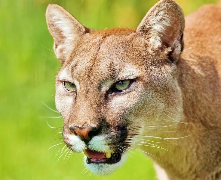 Пума животное фото Puma Animal Mountain Lion - Free photo on Pixabay Tiere, Tierbilder, Raubkatzen