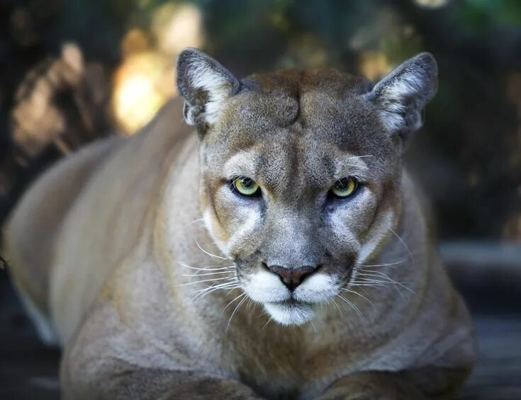 Пума животное фото declared extinct Jan 2018 Mountain lion, Florida panther, Panther