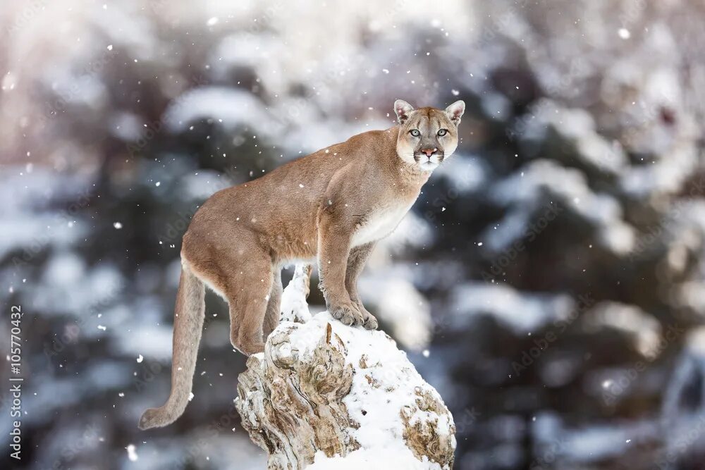 Пума животное фото Portrait of a cougar, mountain lion, puma, panther, striking a p фотография Stoc