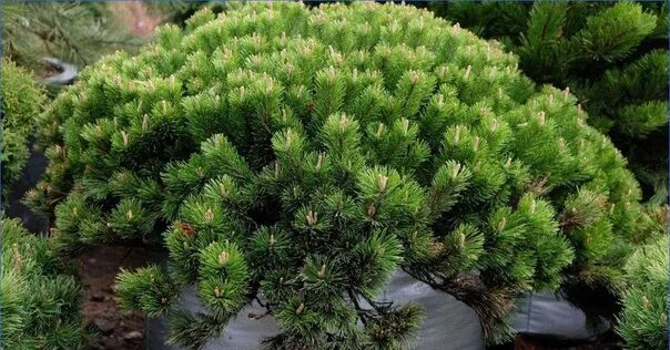 Пумилио сосна горная размер описание сорта фото Pine Mountain Pumilio The price is 500 p. This is a compact dwarf shrub with a t