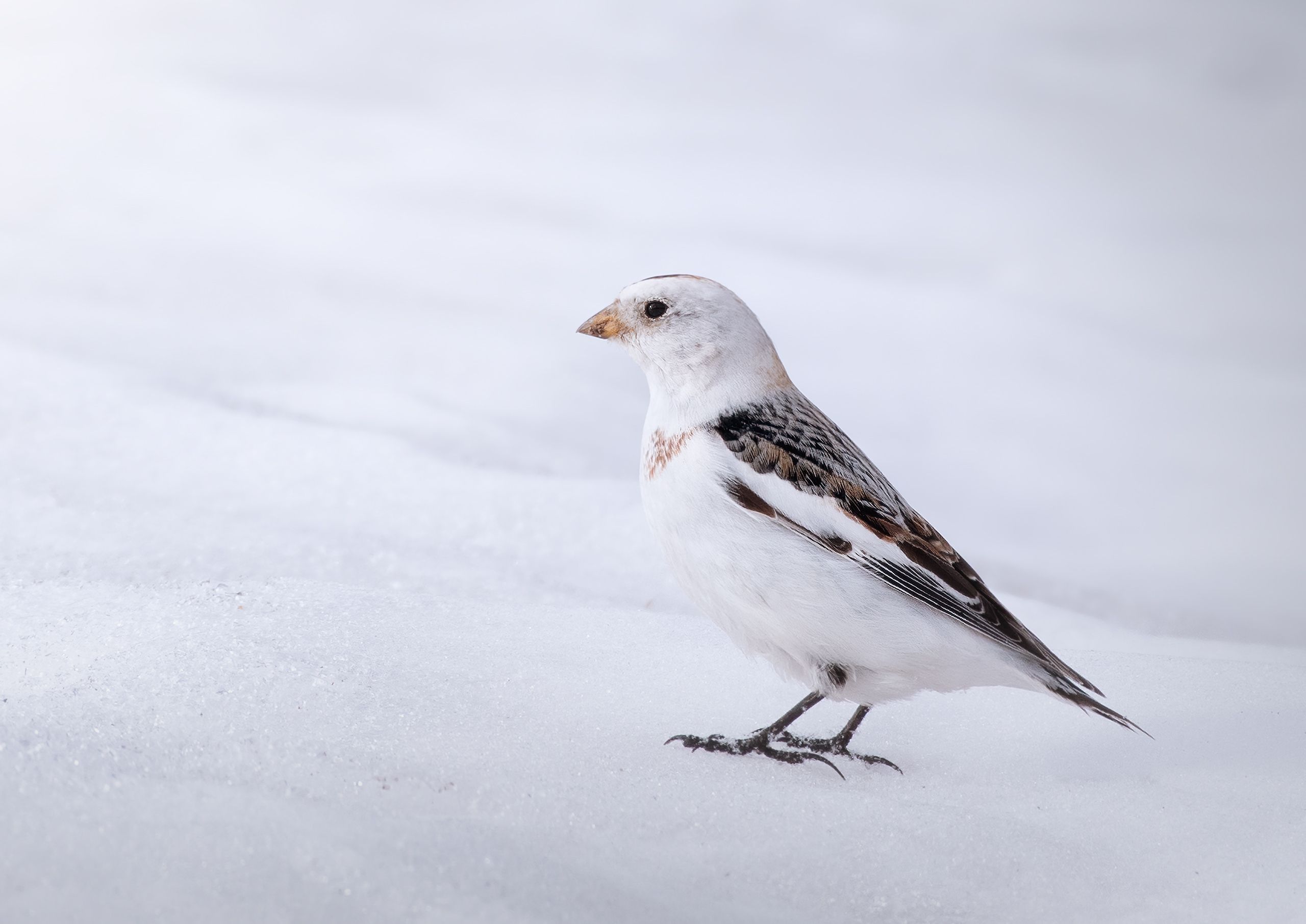 Пуночка птица фото Пуночка Plectrophenax nivalis. Фотограф Дарья