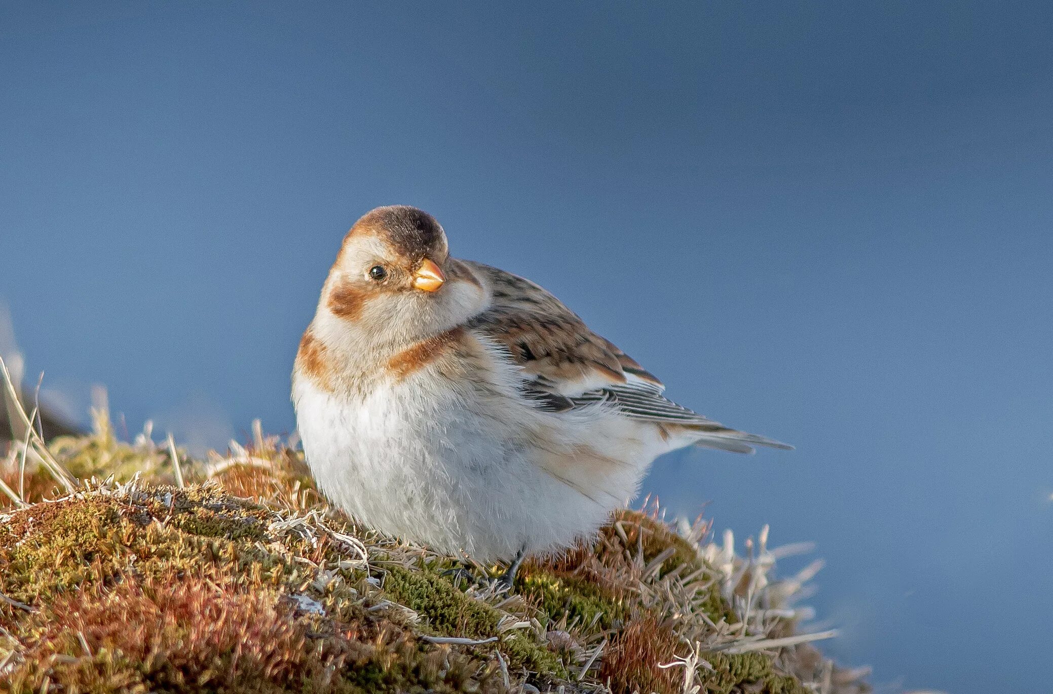 Пуночка птица фото Snow Bunting by Jeff Lack - BirdGuides