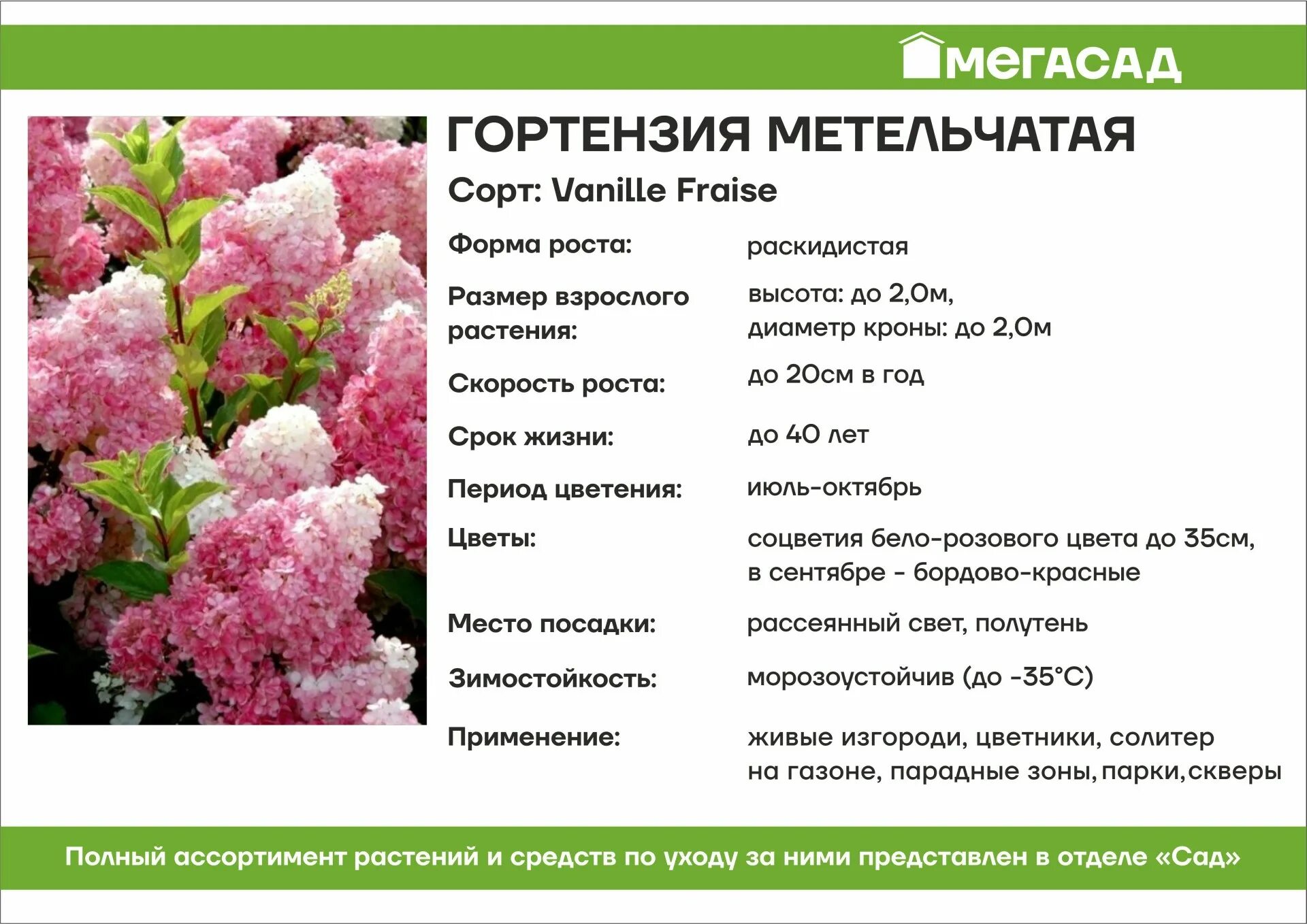 Гортензия метельчатая Литтл Лайм Пунш (Little-Lime ®-Punch) Гортензия. Лиственны