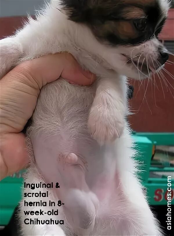 Пупочная грыжа у чихуахуа щенка фото Inguinal Hernia In Puppies : Umbilical Hernia Images, Stock Photos & Vectors Shu