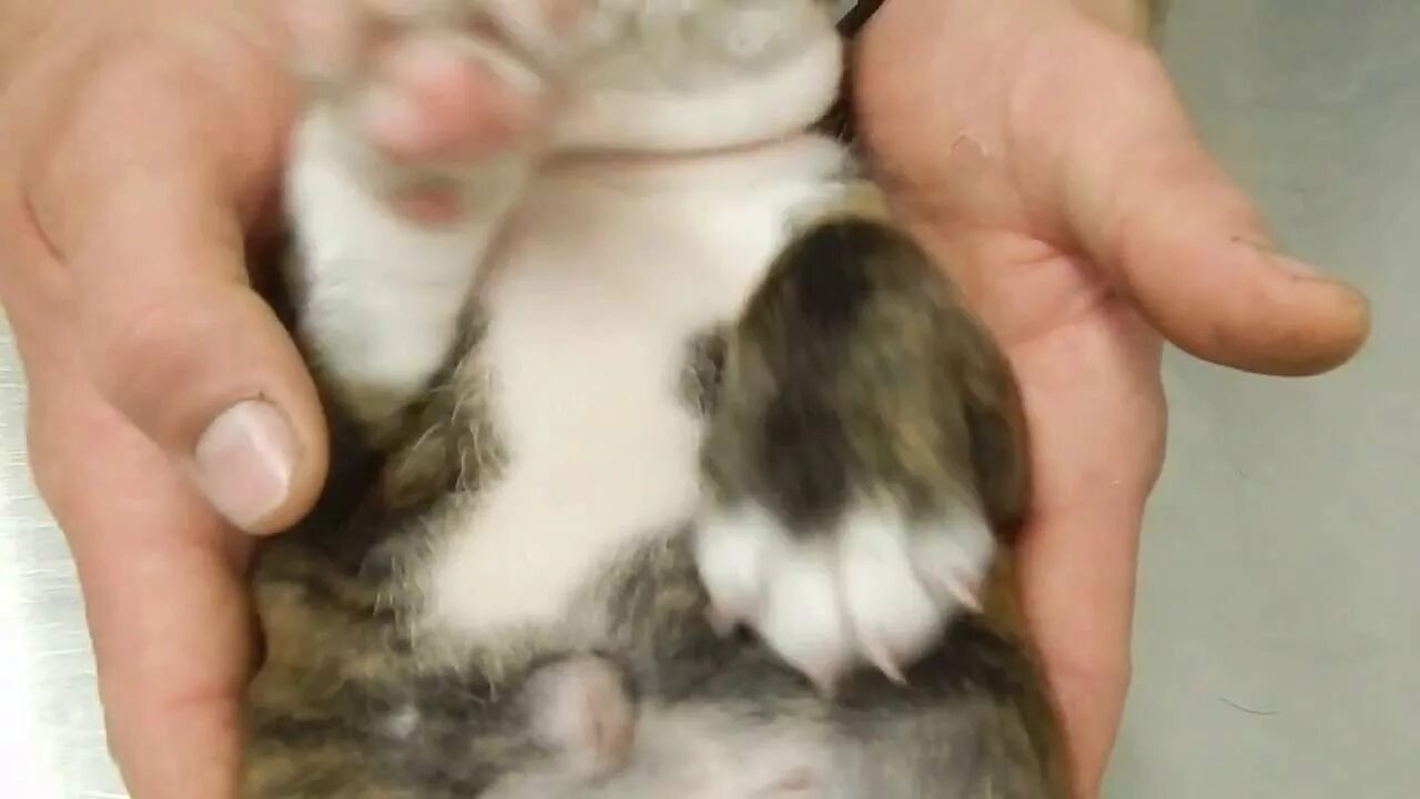 Пупочная грыжа у котенка фото Umbilical Hernia in bulldog puppy Dr. Kraemer @Vet4Bulldog.com - YouTube