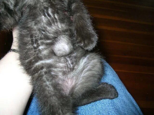 Пупок у кота фото Umbilical hernia The little black kitten (I haven't gotten. Flickr