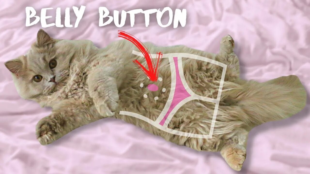 Пупок у кота фото Do cats have belly buttons? How to find a cat's navel? Furry cat - YouTube