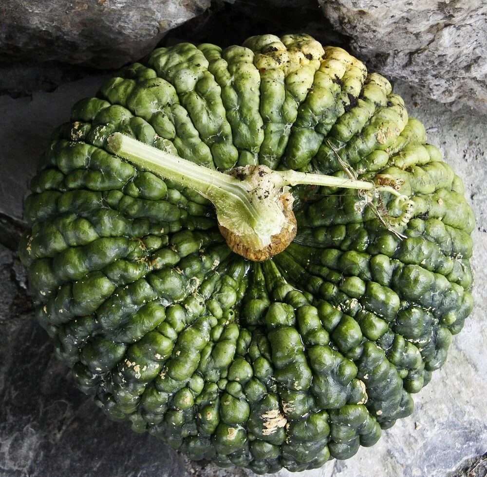 Пупырчатая тыква фото Profumo di novembre: 10 prodotti tipici dell’autunno Semi di chia, Squash, Zucca