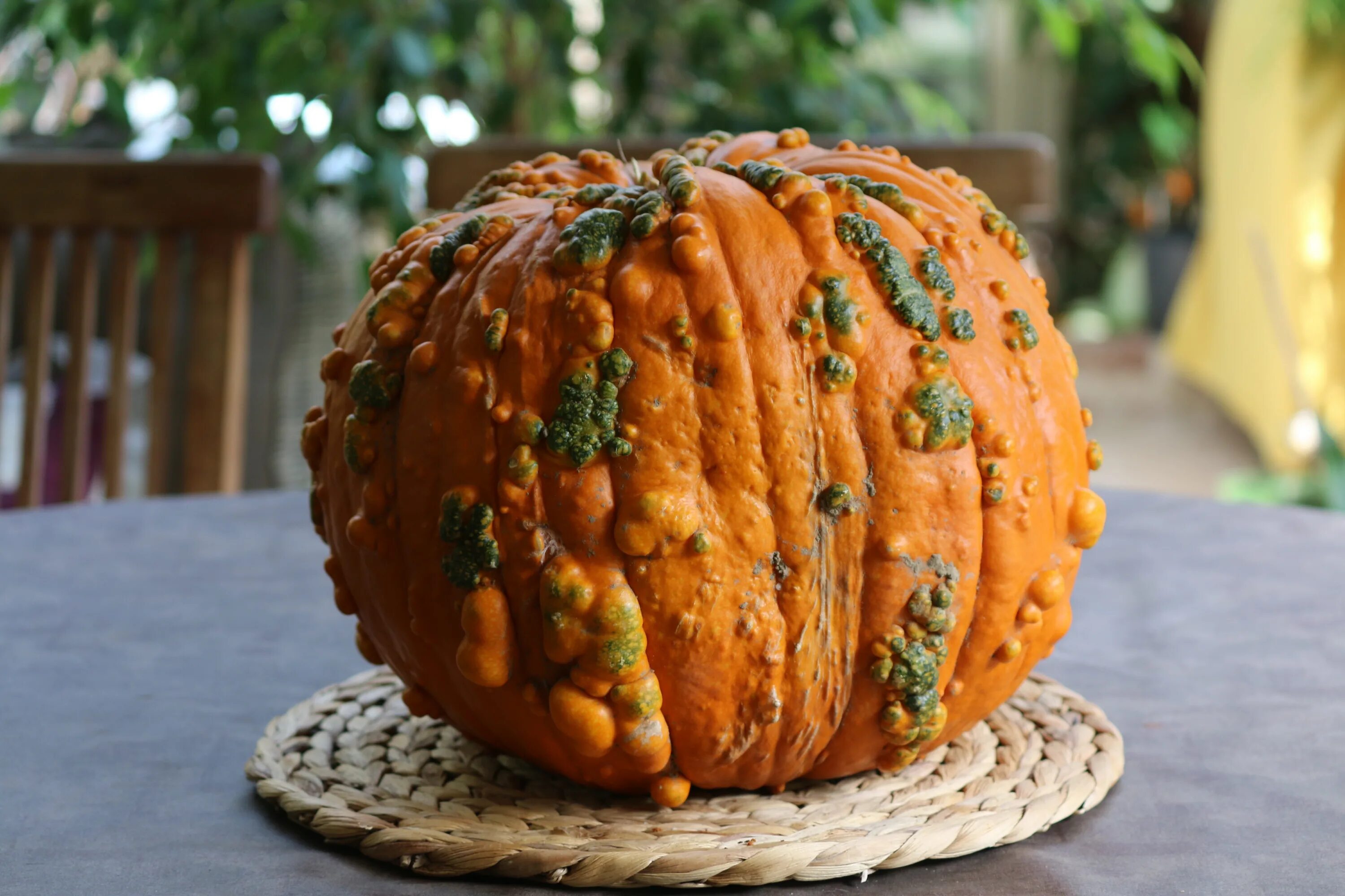 Пупырчатая тыква фото Fresh delicious pumpkin free image download