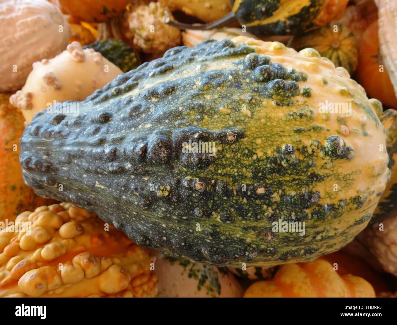 Пупырчатая тыква фото Cucurbita pepo, warty pear gourd, ornamental gourd with warts, dark green in upp