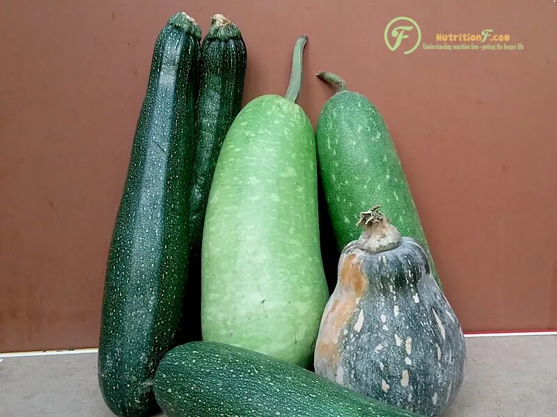 Пупырчатый кабачок фото и описание Squash plant belongs to Cucurbitaceae family called gourd family.