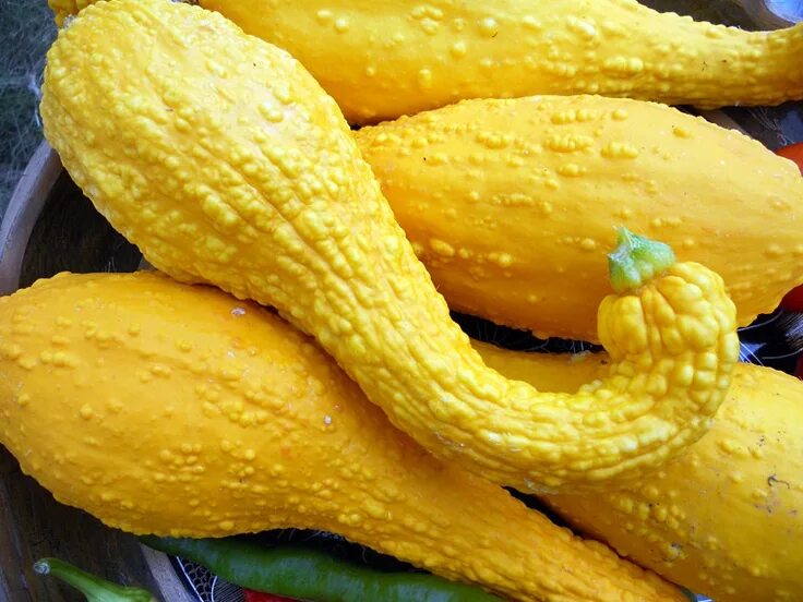 Пупырчатый кабачок фото и описание сорта early yellow crookneck squash Summer squash, Squash, Yellow crookneck squash