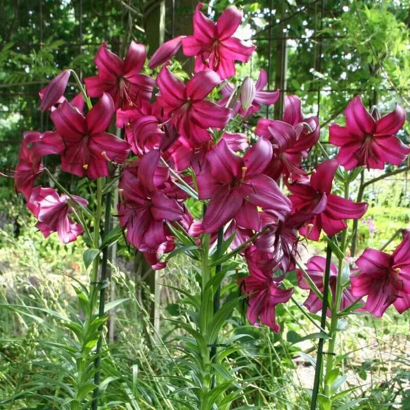 Пурпл марбл лилия фото Лилия Пёрпл Марбл (Lilium Purple Marble) купить луковицы в Москве по низкой цене