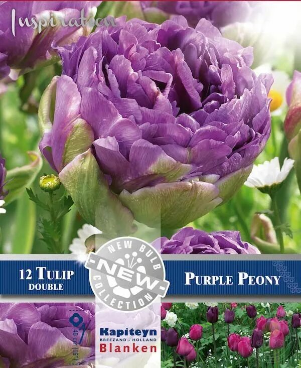 Пурпл пиони тюльпан фото Тюльпан махровый Пёрпл Пион (Tulipa Double Purple Peony) купить луковицы в Москв