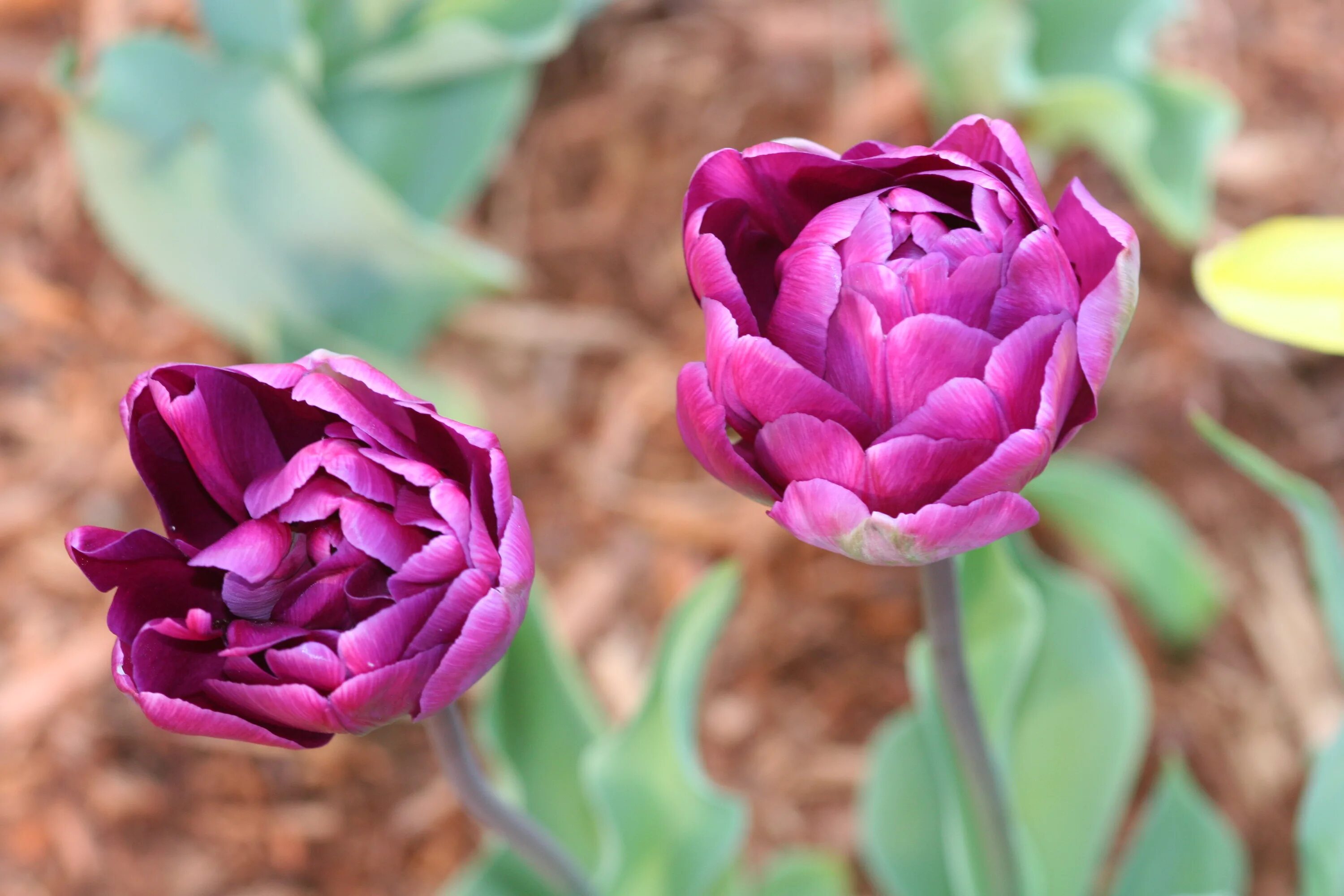 Пурпл пиони тюльпан фото File:Purple tulip.JPG - Wikipedia