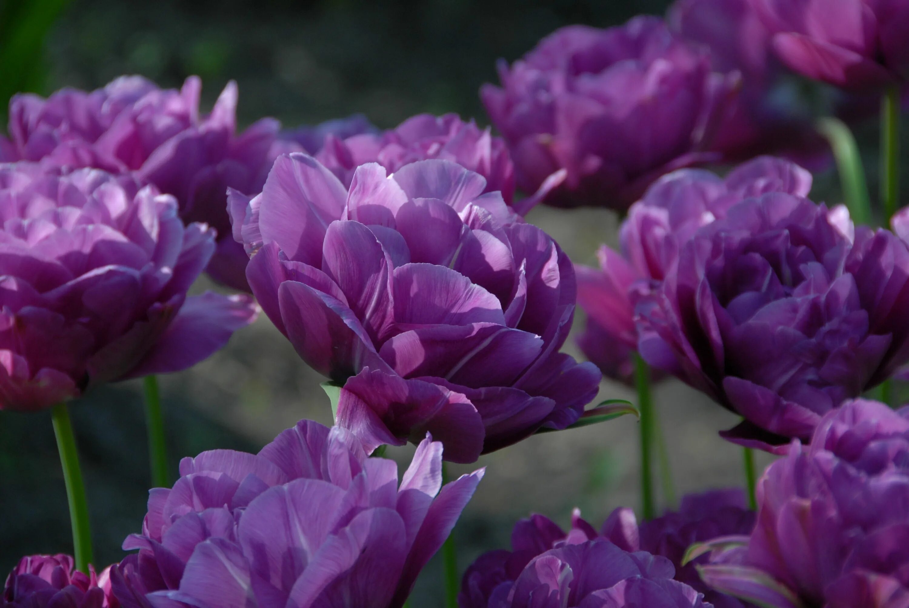 Пурпл пиони тюльпан фото Double Late Tulip (Tulipa 'Blue Spectacle') available for pre-order with pick-up