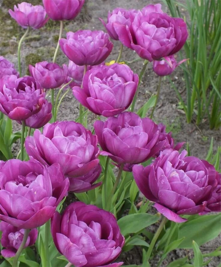 Пурпл пиони тюльпан фото Tulip Blue Spectacle - Peony Flowering Tulips - Tulips - Flower Bulbs Index Bulb