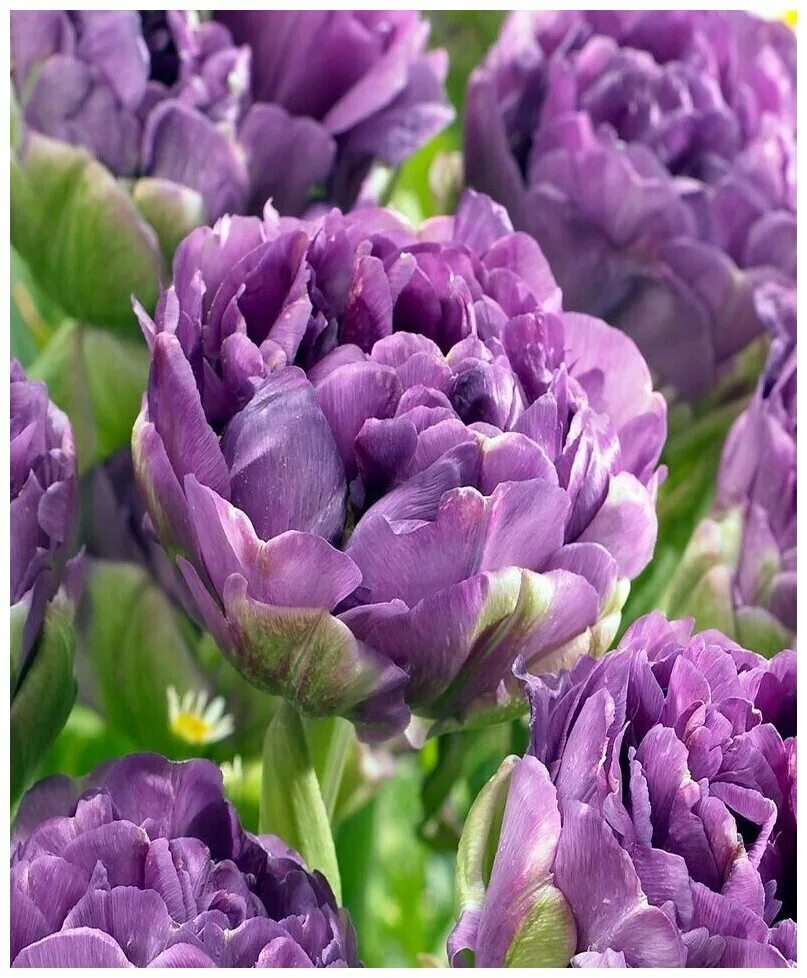 Пурпл пиони тюльпан фото Тюльпан Purple Peony, 10 шт. - купить в интернет-магазине по низкой цене на Янде