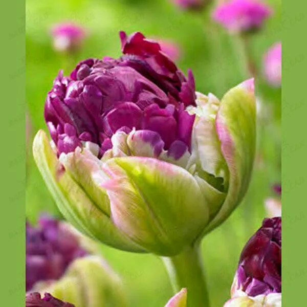 Пурпл пиони тюльпан фото Купить Луковицы тюльпанов Purple Peony (шт) - Тюльпаны к 8 марта 2022г - Ботаник