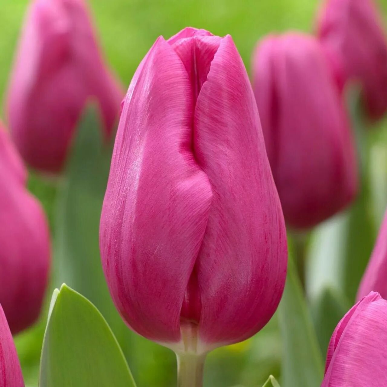 Пурпл равен тюльпан фото Tulip Triumph Purple Raven - 20 bulbs - Longfield Gardens