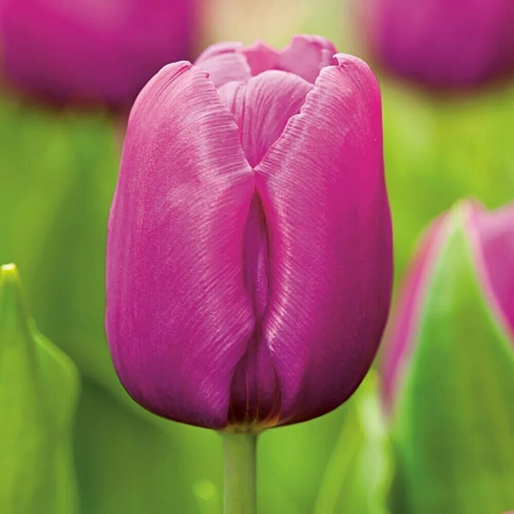 Tulip Purple Raven