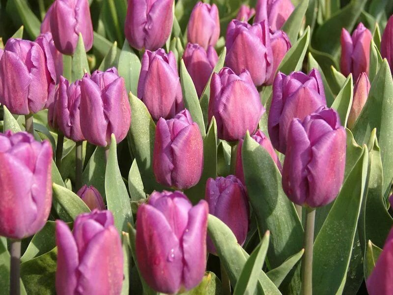 Пурпур флаг тюльпан фото tulipa purpele flag - Google otsing tulbid Tulips, Annual plants, Plants