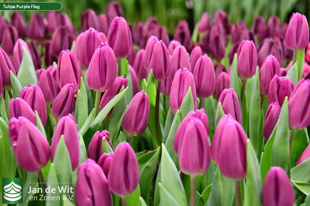 Пурпур флаг тюльпан фото Tulip Trade Event 2020 assortment Pictures Jan de Wit en Zonen B.V.