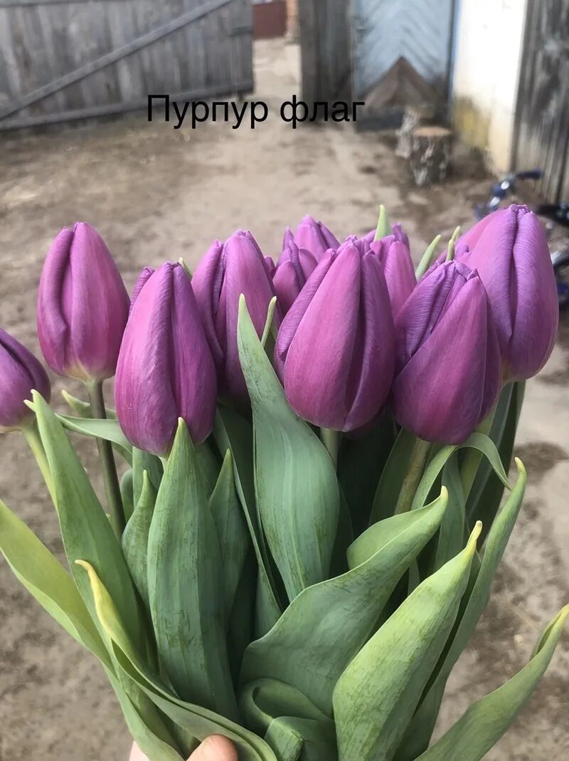 Пурпур флаг тюльпан фото Тюльпан Purple Flag фиолетовый., Минск, продажа С/х продукция Минск, цена Тюльпа