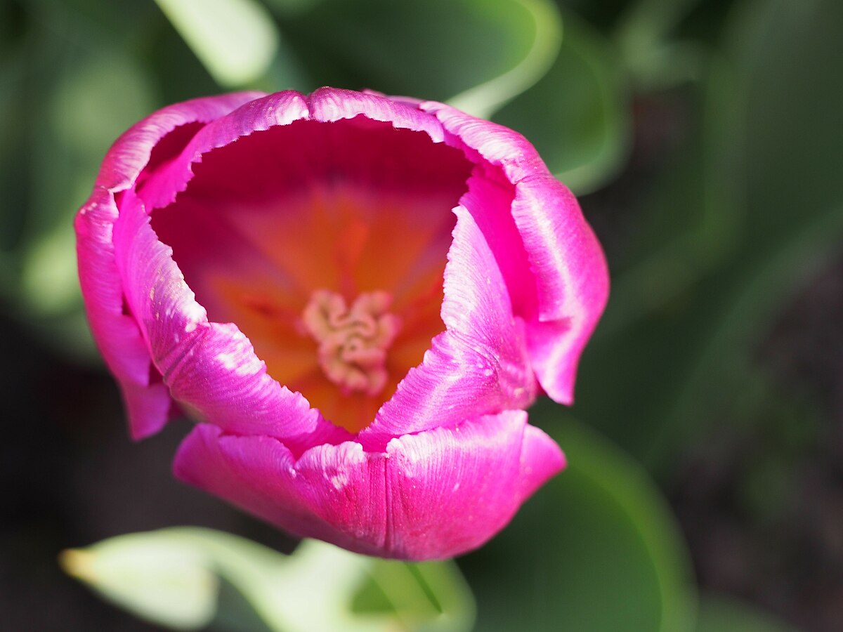 Пурпур флаг тюльпан фото File:Tulipa 'Purple Flag' 2016-05-02 01.jpg - Wikimedia Commons