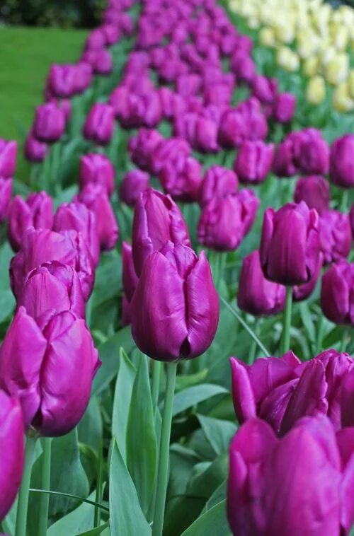 Пурпур флаг тюльпан фото Tulip Purple Prince Quality Flower Bulbs YouTulip.co.uk Bulb flowers, Tulips, Fl