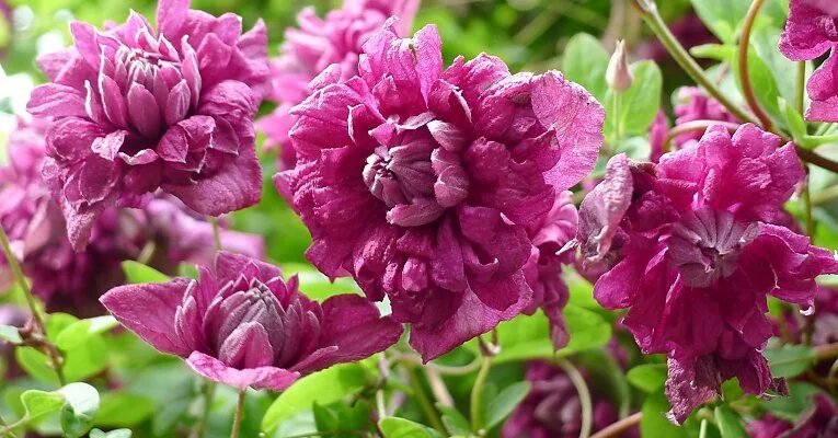 Пурпура плена элеганс клематис описание фото Clematis viticella "Purpurea Plena Elegans" 80-100 cm: Fassadengruen