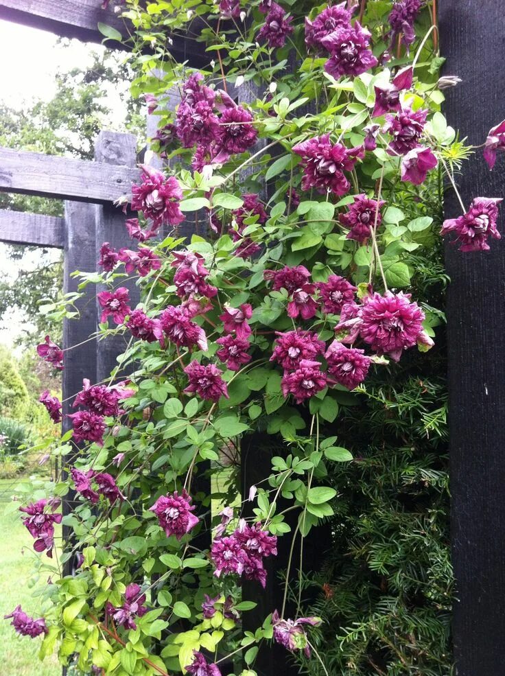 Пурпура плена элеганс клематис описание фото Fabulous Clematis Purpurea Plena Elegans. A big name for a very impressive show.