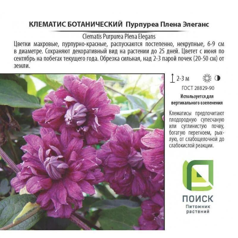 Пурпуреа плена элеганс клематис фото и описание Purpurea plena elegans клематис - CormanStroy.ru