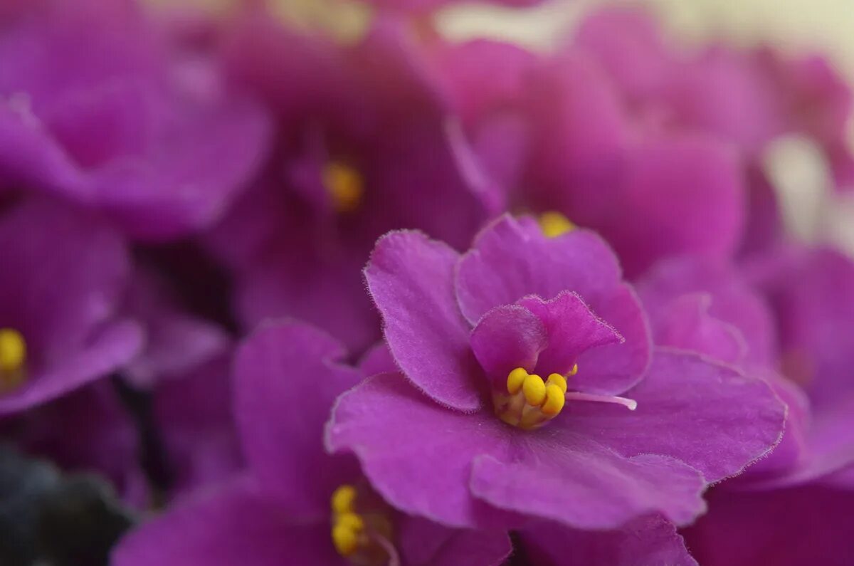 Пурпурная фиалка фото Growing African Violets and Other Plants Indoors - Pioneerthinking.com