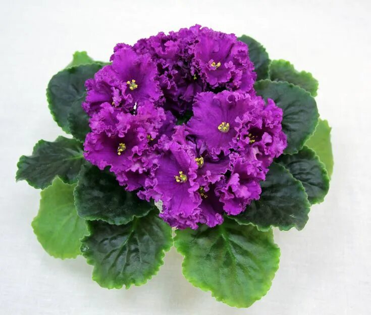 Пурпурная фиалка фото НК-Тирский Пурпур (Н. Козак) African violets, Saintpaulia, Flower prints