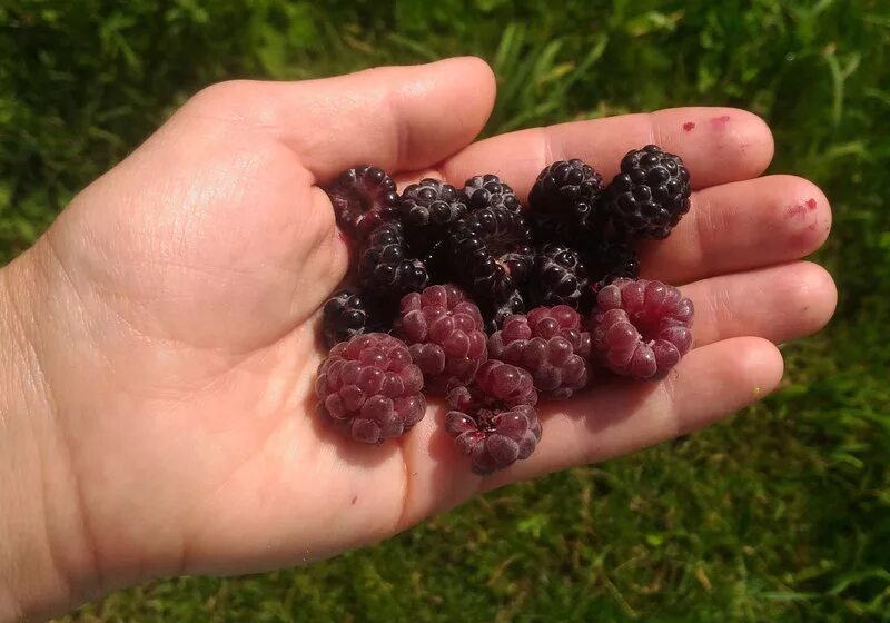 Royalty Purple Raspberry from Stark Bro's Raspberry plants, Raspberry, Berry pla