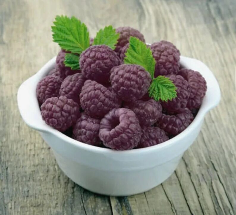 Пурпурная малина фото Royalty Purple Raspberry Plant Huge 2 Year Bare Root Etsy