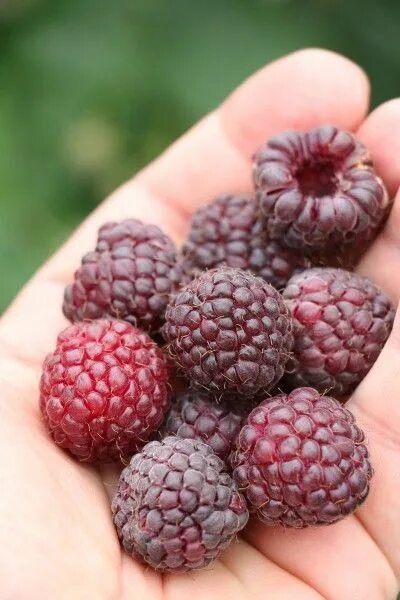 Пурпурная малина фото Pin on RASPBERRY COTTAGE *❤* Raspberry, Raspberry plants, Black raspberry