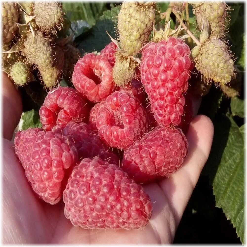 Pin on RASPBERRY COTTAGE *❤* Raspberry, Raspberry plants, Black raspberry