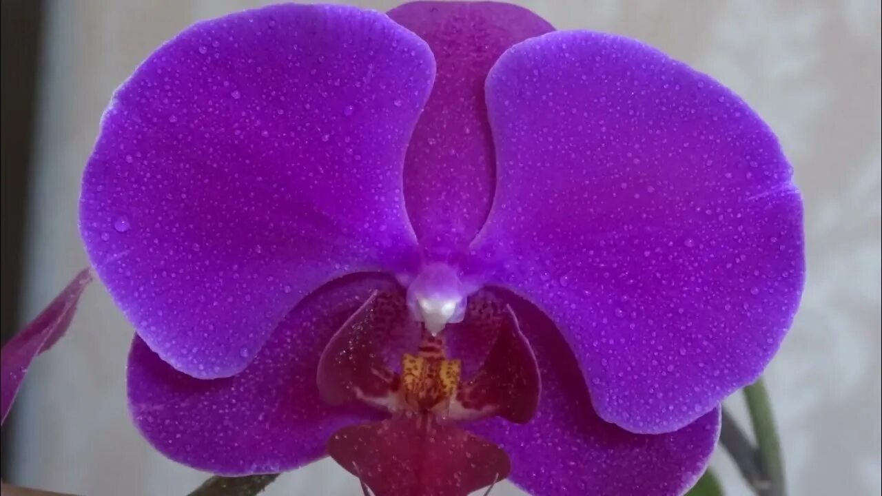 Пурпурная орхидея фото Фиолетовая орхидея. Purple Orchid. 紫 色 的 兰 花 - YouTube