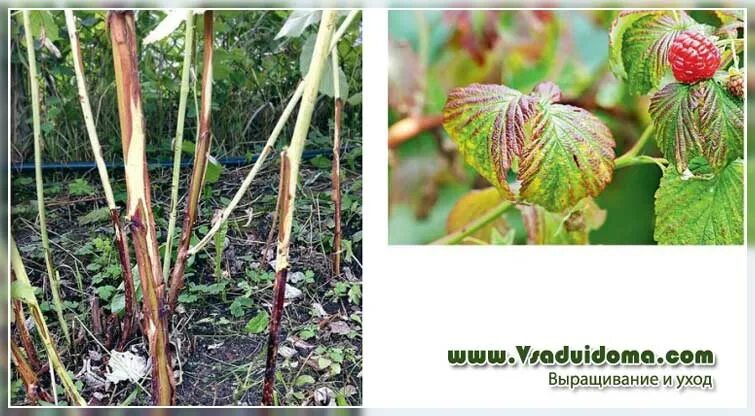 Fruit: Raspberry IPM - Spur Blight Center for Agriculture, Food, and the Environ