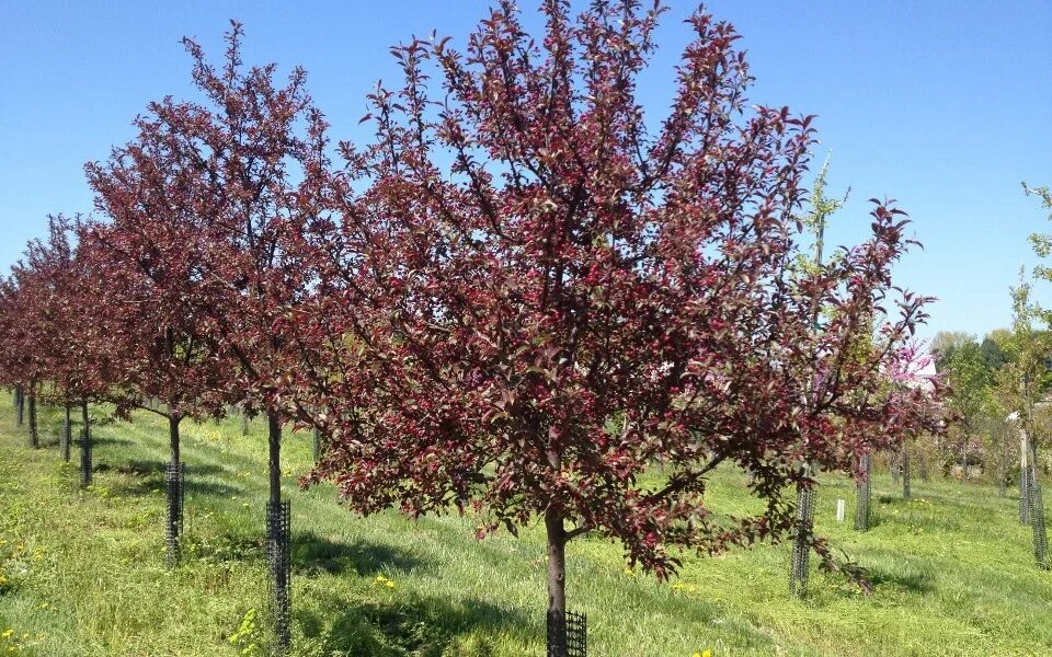 Пурпурная яблоня фото Crabapple: Plant of the Month JPAlandscapeblog