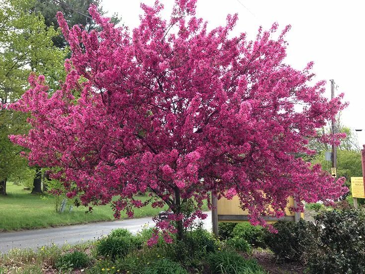 Пурпурная яблоня фото Malus × moerlandsii 'Profusion' - Flowering Crabapple - Zone: 4 to 8 - Height: 1